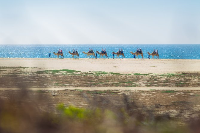 Cabo Beach Camel Ride, Mexican Buffet and Tequila Tasting - Who will enjoy this most