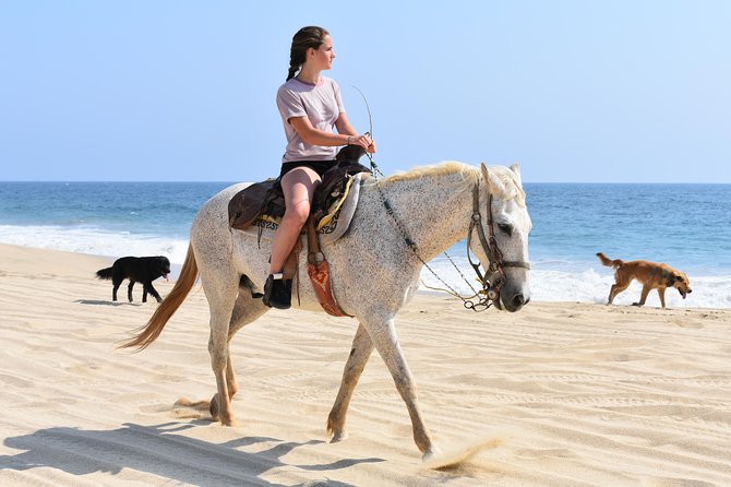 Cabo Desert Off-Road & Beach Horseback Combo and Tequila Tasting - The beach horseback ride