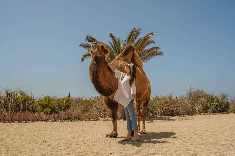 Cabo San Lucas: Camel Safari Tour with Lunch and Tequila - Tequila tasting with a clear-eyed approach
