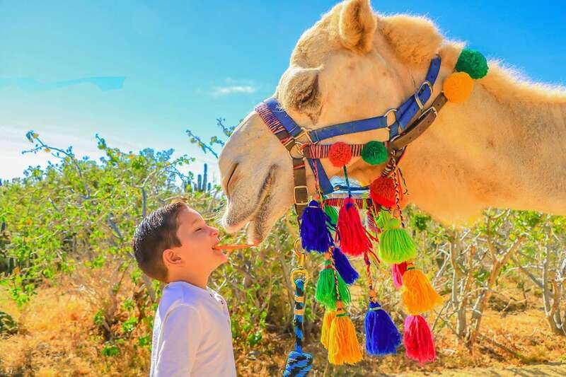 Cabo San Lucas: Camel Safari Tour with Lunch and Tequila - What to bring and what to leave behind