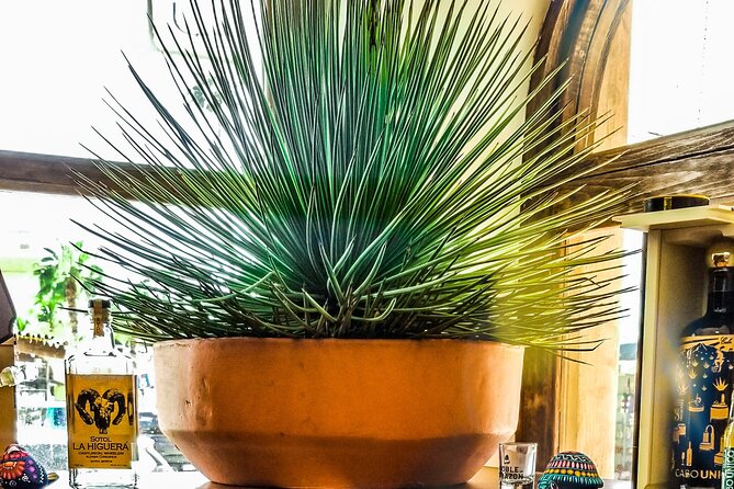 Cabo San Lucas Tequila Tasting Experience - Should you book the Cabo tequila tasting?