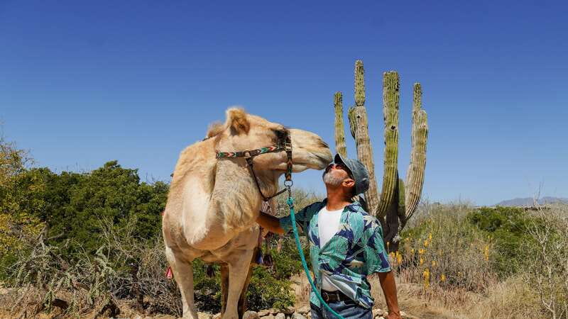 Cabo: Todo Santos Tour with Camel Ranch, Tequila and Lunch - Camel time at Tierra Sagrada Ranch