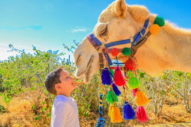 Combo Single Offroad 4x4 UTV, Camel Ride, Lunch & Tequila Tasting - Meeting the camels on the Pacific beach