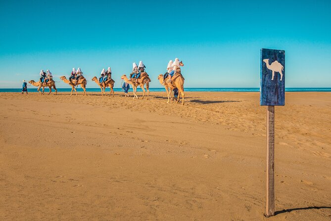 Combo Single Offroad 4x4 UTV, Camel Ride, Lunch & Tequila Tasting - What the $249 price really covers