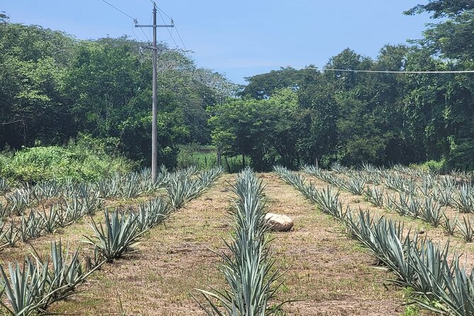 Finca 18 Puerto Vallarta Tequila Tour + Chocolate Pairing - Why the chocolate pairing is worth adding