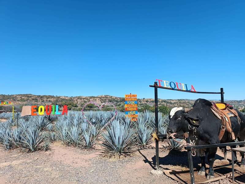 Five-star factory: Meet Orendain tequila. - Inside La Mexicana: cooking agave before distillation