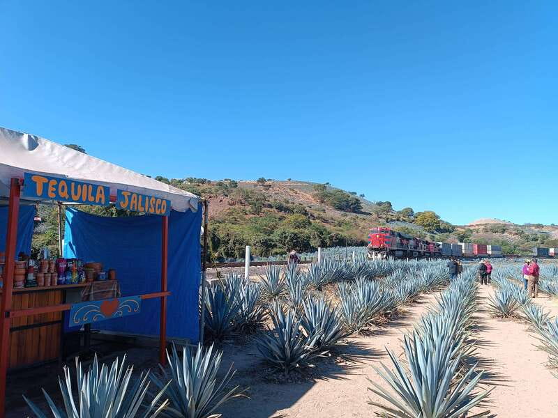 Five-star factory: Meet Orendain tequila. - Thirty minutes among Tequila’s agave fields