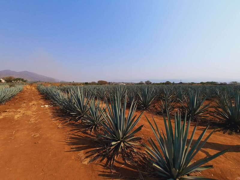 From Guadalajara: Pyramids & Jose Cuervo Tequila Tour - Meeting the jimadores in the agave fields