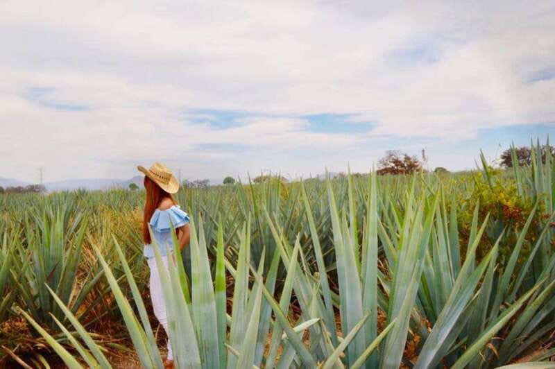 From Guadalajara: Tequila Town and Cantarito Making Tour - Key points at a glance