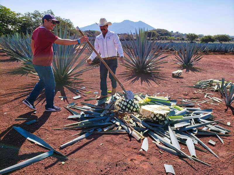 From Guadalajara: Town of Tequila & Jose Cuervo Factory Tour - Why the blue agave fields matter