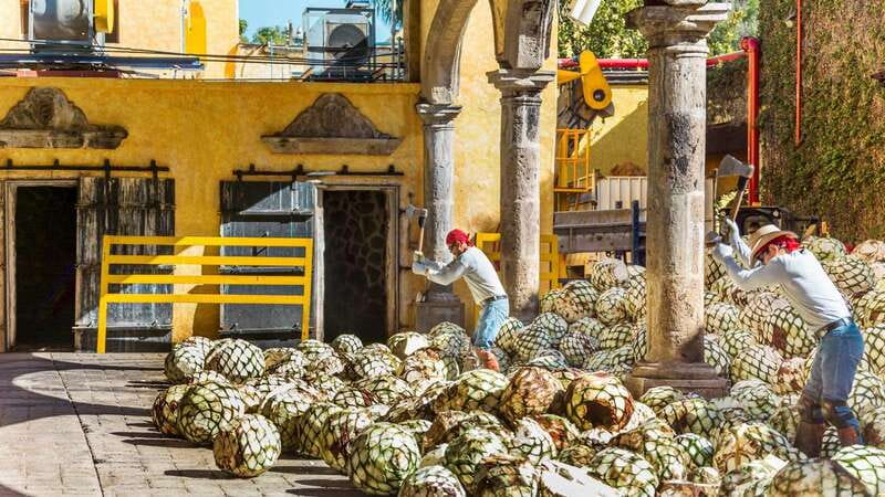 From Guadalajara: Town of Tequila & Jose Cuervo Factory Tour - Is $145 a fair price?