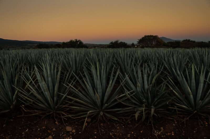 From Guadalajara: Town of Tequila & Jose Cuervo Factory Tour - What the schedule feels like