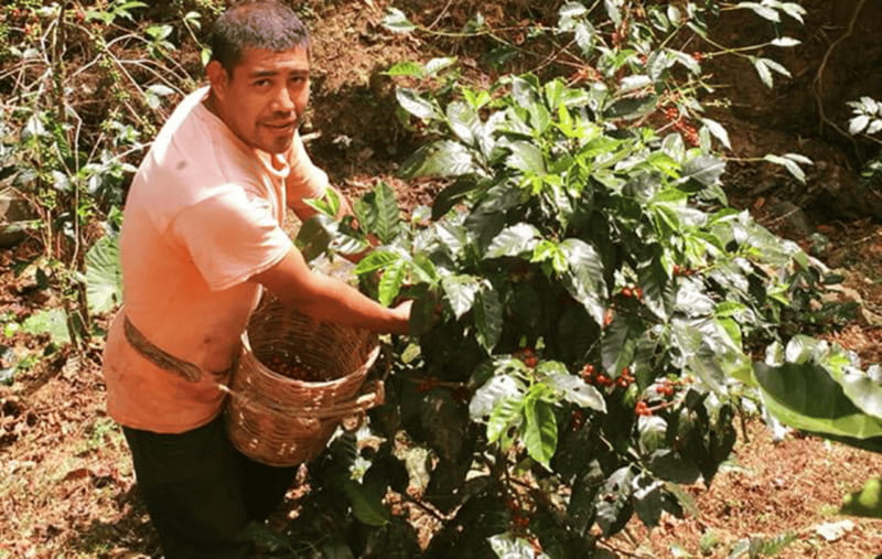 From Huatulco: Coffee and Mezcal Tour - Tasting coffee, herbs, and food from the farm