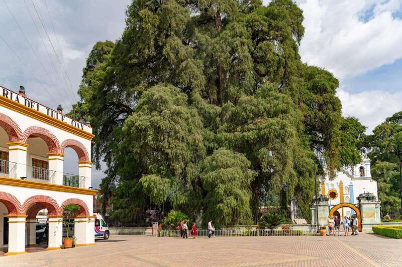 From Oaxaca: City, Mitla, and Mezcal Factory Tour - El Tule and the great ahuehuete tree