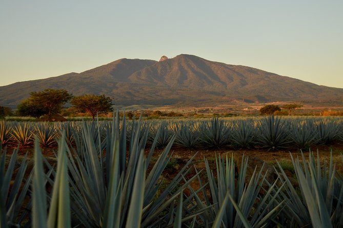 Full-Day Tequila Tour from Guadalajara - Key points to know before booking