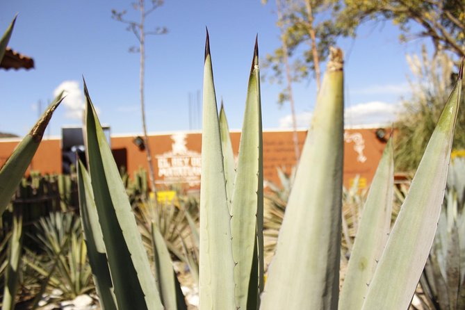 full day tour : Boil the water, Teotitlan, Mezcal, tule and Mitla - Teotitlán del Valle and wool dyed from plants and insects