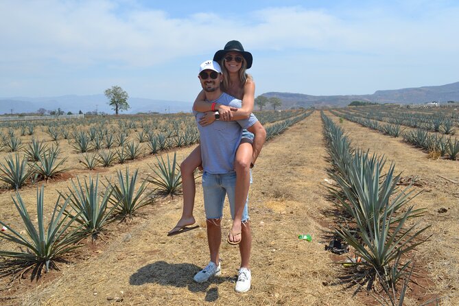 Rows of blue agave in the Jalisco highlands