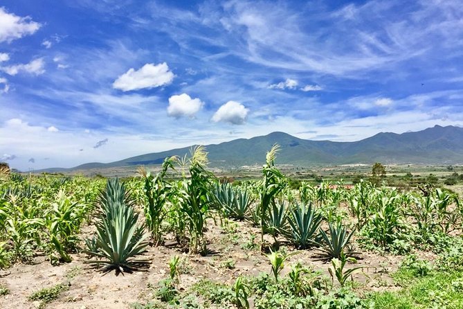 Gastronomy Experience, Culture Mezcal,Tasting & Textiles. Private Tour. - Agave fields and mezcal at Mezcal Don Agave