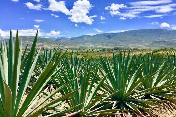 Gastronomy Experience, Culture Mezcal,Tasting & Textiles. Private Tour. - The Tule Tree, a quick stop with real weight