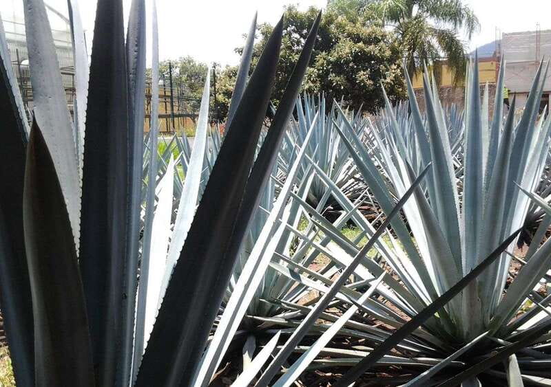 Guadalajara: Horse Riding on the Tequila Route with Tastings - Agave fields and the first tequila lesson