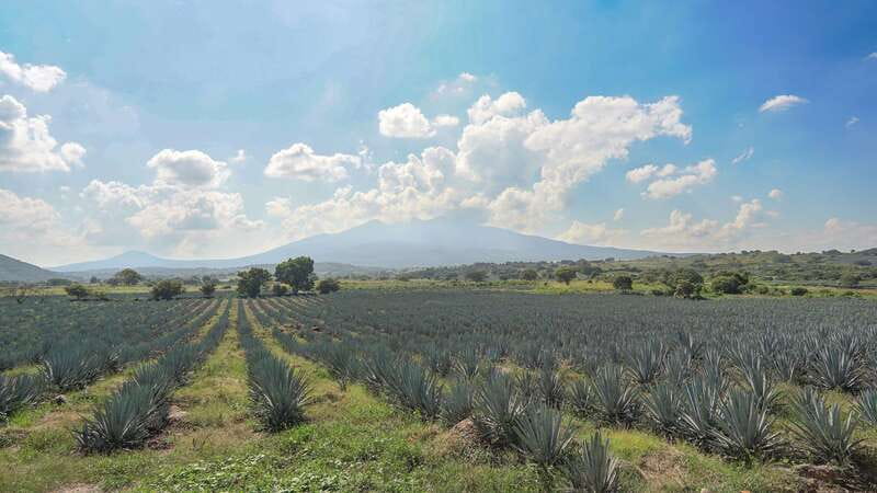 Guadalajara: Premium Tequila Tour with Tastings and Pairings - Tequila Selecto, from plant to bottle