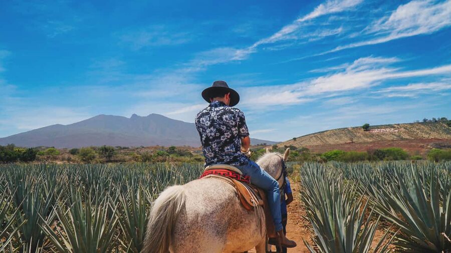 Guadalajara: Tequila Day Trip with Jose Cuervo Option - Key points at a glance