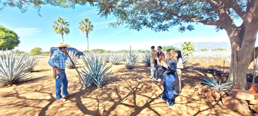 Guadalajara: Tequila Day Trip with Jose Cuervo Option - Exploring the town of Tequila