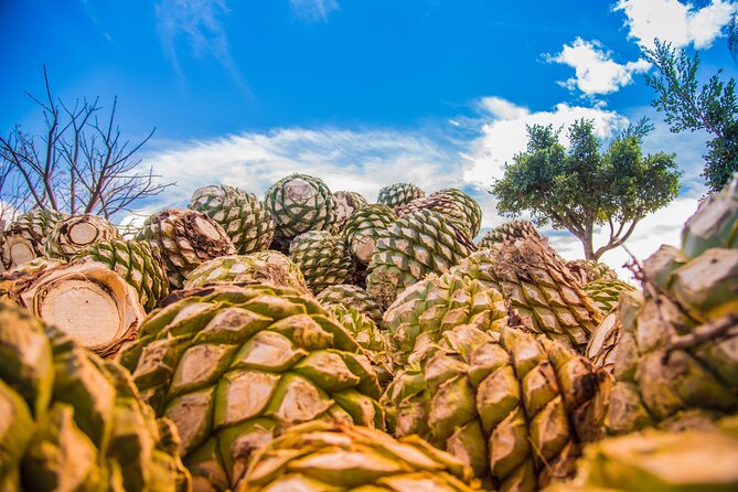 Hierve el Agua, Mitla, Tule, Teotilán and Mezcal factory - The Tule Tree is a short stop with a huge subject