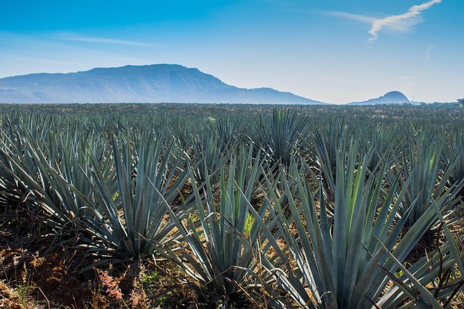 José Cuervo Tequila Day Experience from Guadalajara - Is $107 a fair price?