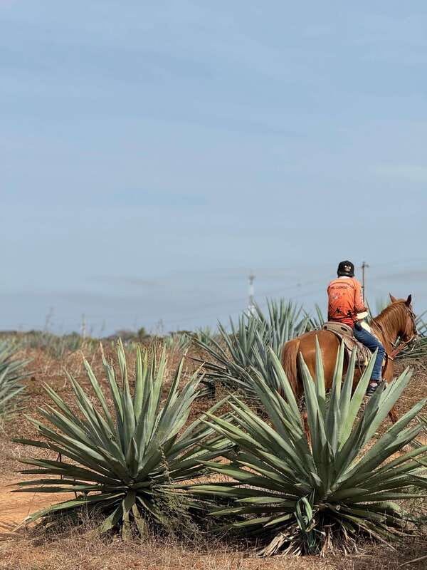 Jungle and beach horseback ride + lunch + mezcal - What the $105 price really buys