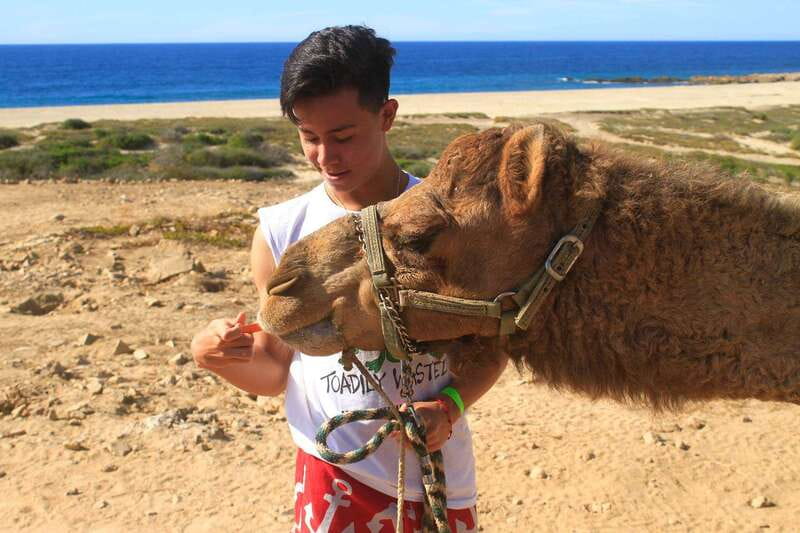 Los Cabos: Camel Ride Safari with Lunch and Tequila Tasting - Meeting the camels near the Pacific