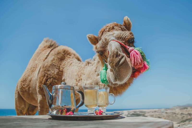 Los Cabos: Camel Ride Safari with Lunch and Tequila Tasting - Feeding and handling the animals