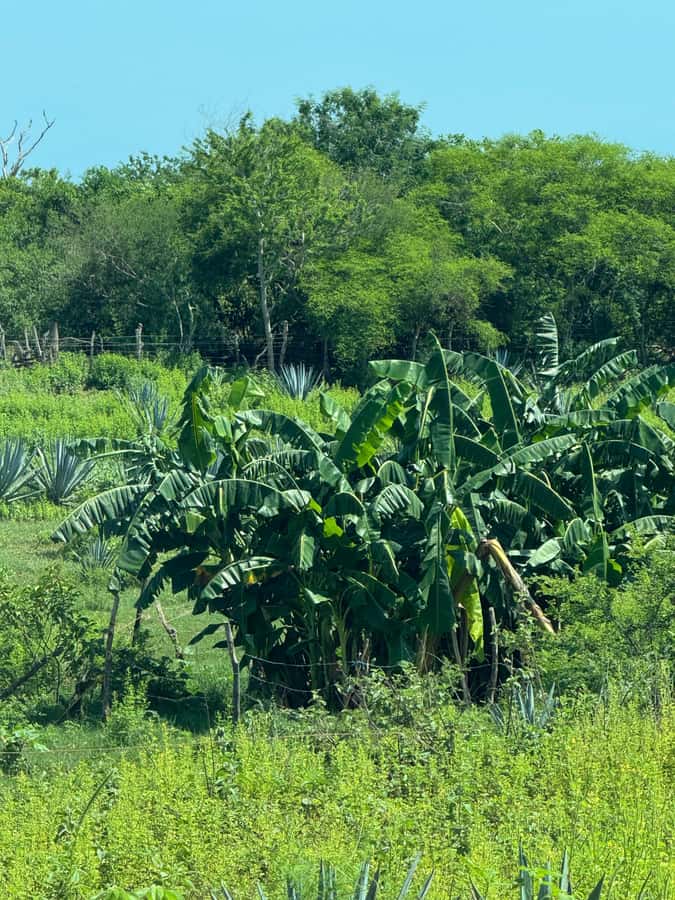 Mazatlán: Fruit Tour with Lunch and Mezcal Tasting - Leaving Mazatlán for a Sinaloa ranch