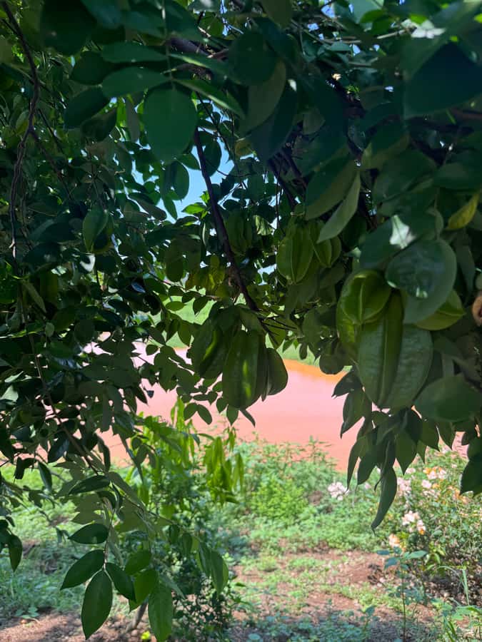 Mazatlán: Fruit Tour with Lunch and Mezcal Tasting - A Sinaloa lunch with cheese and burritos