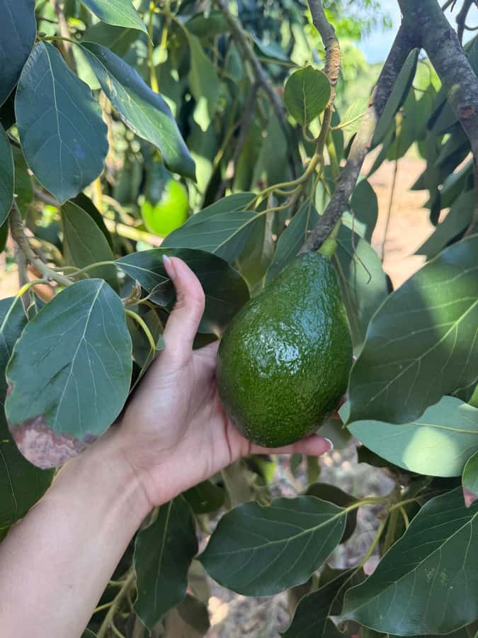Mazatlán: Fruit Tour with Lunch and Mezcal Tasting - Who should book this ranch afternoon