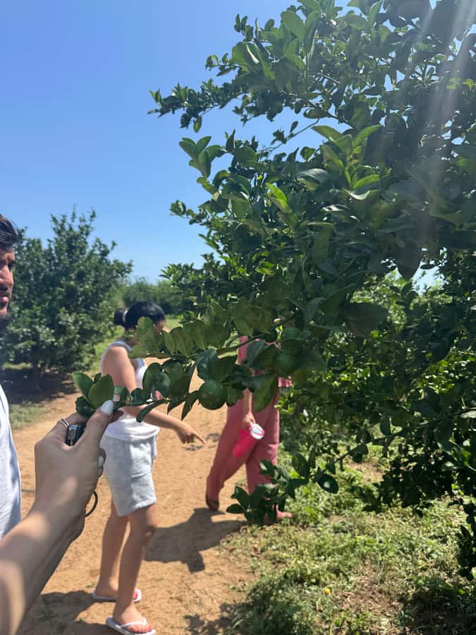 Mazatlán: Fruit Tour with Lunch and Mezcal Tasting - Should you book the Mazatlán fruit tour?