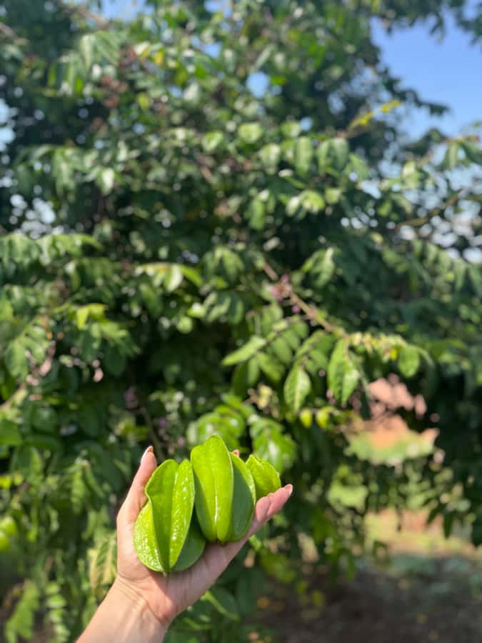 Mazatlán: Fruit Tour with Lunch and Mezcal Tasting - An hour among fruit trees