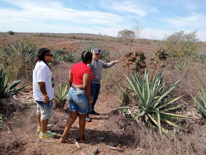 Mazatlan: Mezcal Factory Tour with Tasting and Lunch - From Mazatlán to Mr. Lionso Ranch