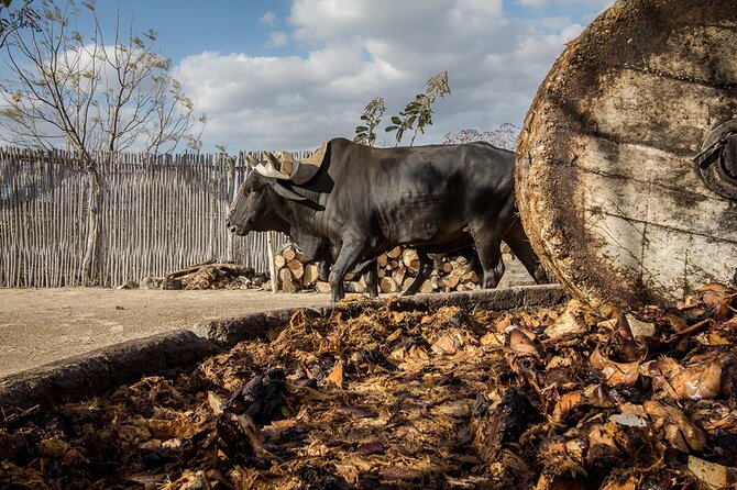 Mezcal Tasting -Masterclass + Blind tasting- - Key points at a glance