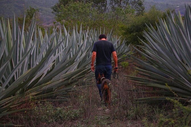 Mezcal Tour Oaxaca - From Reforma 403 to Oaxaca’s mezcal country