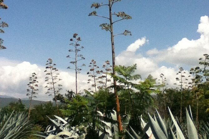 Mezcal Tour Oaxaca - Seeing the mezcal process from plant to spirit