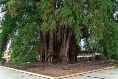 El Tule tree, Teotitlan Village & Mezcal Tour