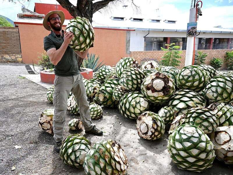 Oaxaca: Mezcal Distillery Tour with Tastings - Key points to know before you go