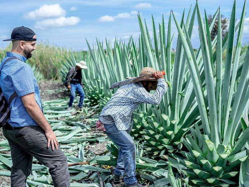 Oaxaca: Mezcal Distillery Tour with Tastings - From Casa de las Bugambilias to Matatlán