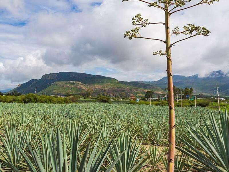 Oaxaca: Mezcal Distillery Tour with Tastings - Guide, language, and the overall pace