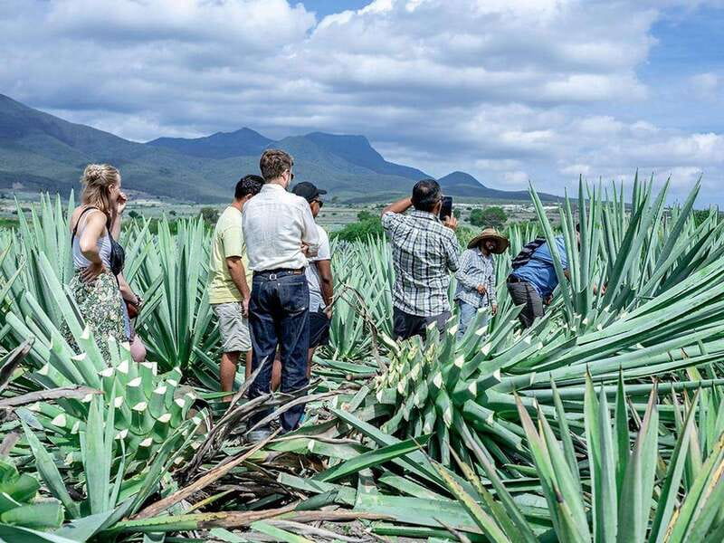 Oaxaca: Mezcal Distillery Tour with Tastings - Who should book this Oaxaca mezcal tour?
