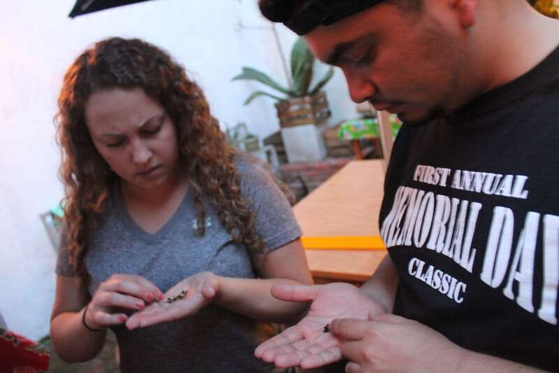 Oaxaca: Mezcal Tasting Session with Expert - Key points to know before you book