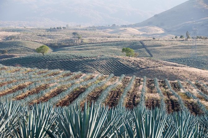 Premium Private Tequila Tour - Key points at a glance