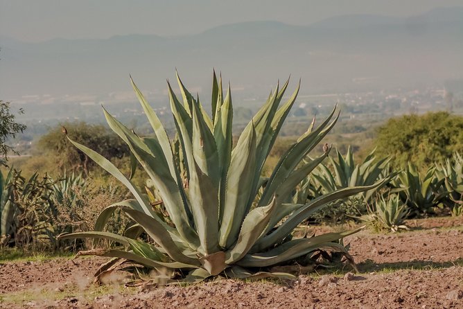 Private Oaxaca Walking Tour with Mezcal Tasting - Ending with mezcal at La Casa del Mezcal