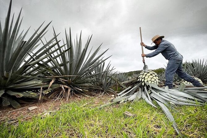 Private One Day Adventure Tour in Tequila and La Fortaleza Distillery - Private transport and the real pace of the day